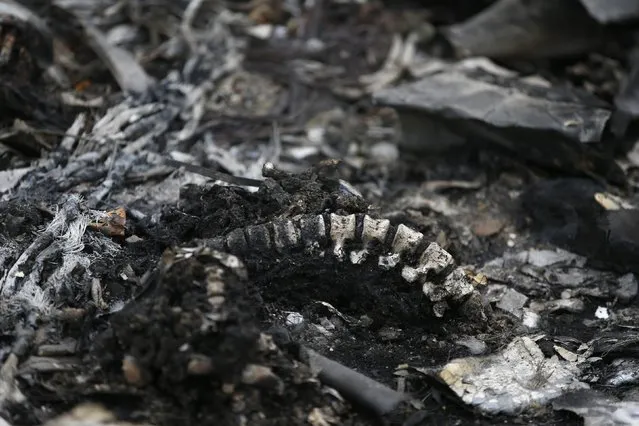 Charred bones are seen at the site of Thursday's Malaysia Airlines Boeing 777 plane crash near the settlement of Grabovo, in the Donetsk region July 18, 2014. World leaders demanded an international investigation into the shooting down of Malaysia Airlines Flight MH17 with 298 people on board over eastern Ukraine, as Kiev and Moscow blamed each other for a tragedy that stoked tensions between Russia and the West. (Photo by Maxim Zmeyev/Reuters)