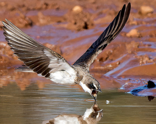 A swallow feeding at the Rietvlei Nature Reserve in Pretoria, South Africa in the second decade of October 2024. (Photo by Ethan Blowfield/Solent News)