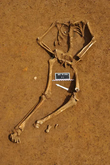 The skeleton of a soldier killed in the Battle of Waterloo, is pictured at the site where the bones were found, in this handout photo taken June 5, 2012