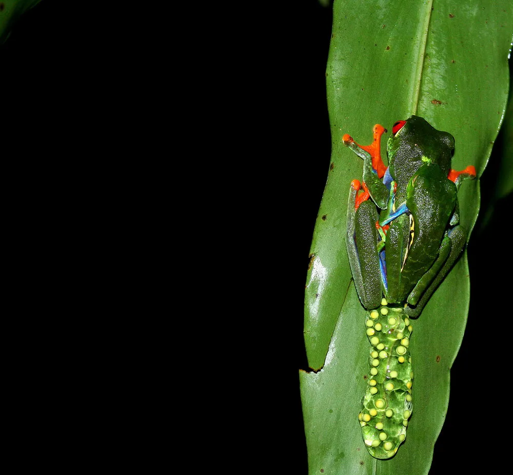 Agalychnis callidryas – The Red-eyed Treefrog