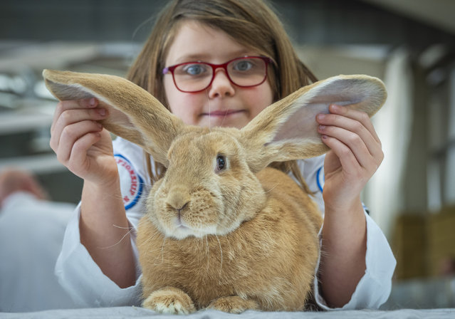 Rabbit owners from across the UK gather on October 26, 2024 in Kelso for the Scottish Rabbit Club 4* Championship, the largest event of its kind in the UK with about 500 rabbits competing, as nine-year-old Evie Cribge helps steward the judging of the giant continental rabbits. (Photo by Phil Wilkinson for the Times)