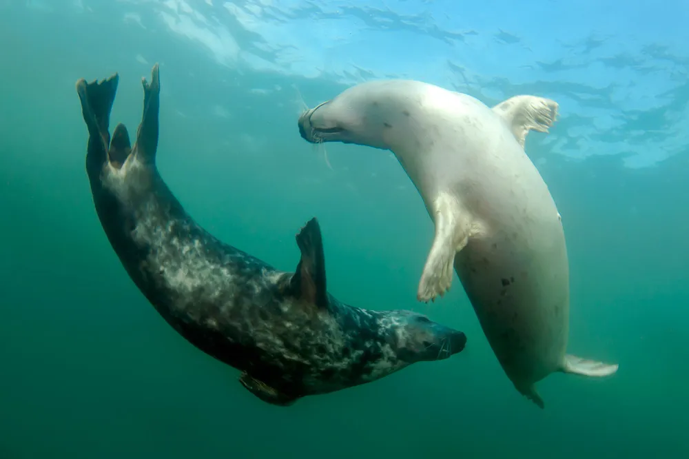 Playful Seals