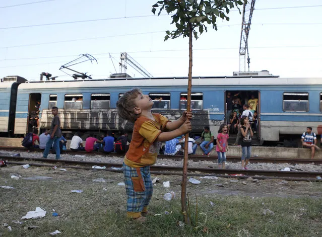 A boy holds a tree, as other migrants wait to depart on a train heading towards Serbia, at the railway station in the southern Macedonian town of Gevgelija, Saturday, August 15, 2015. (Photo by Boris Grdanoski/AP Photo)