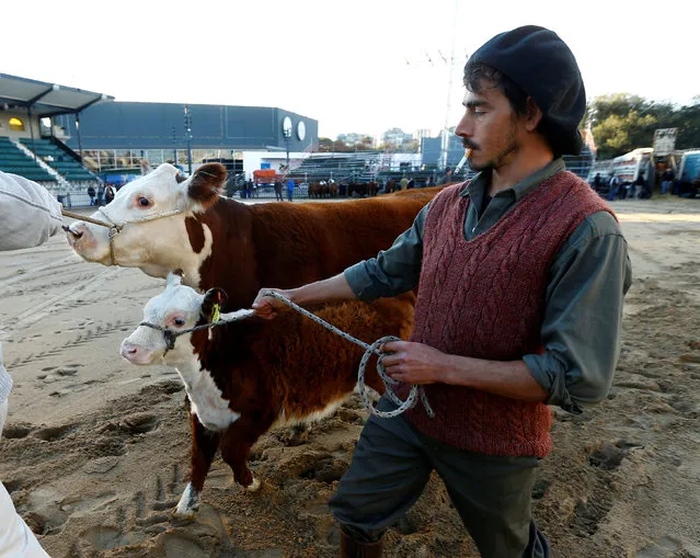 A Polled Hereford breed cow and its calf are led into a corral ahead of the 130th annual Argentine Rural Society's Palermo livestock and agriculture camp exhibition, in Buenos Aires, Argentina, July 14, 2016. (Photo by Enrique Marcarian/Reuters)