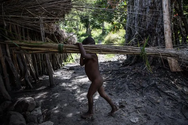 A boy from the Dani tribe carries a bunch of bamboos twigs at Obia Village on August 9, 2014 in Wamena, Papua, Indonesia. The stone-age Dani tribe live a traditional existence in the Baliem Valley, which is situated 1600 metres above sea level in the heart of the Cyclops Mountains. The valley has one of the highest densities of population in Papua Province but Wamena is the only town. (Photo by Agung Parameswara/Getty Images)