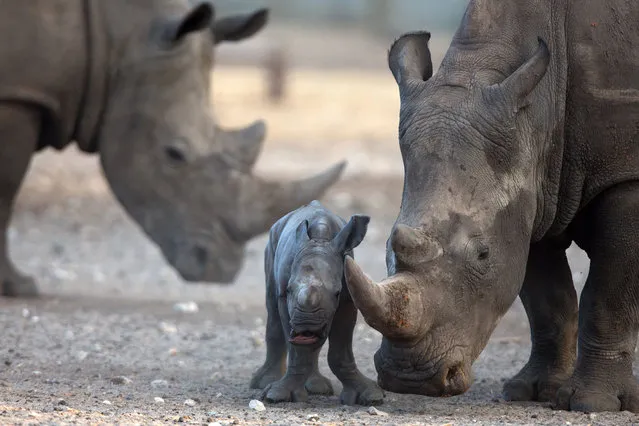 A new born female Square-lipped Rhinoceros is seen with her six-year old-mother, Keren, at the Ramat Gan Safari zoo near Tel Aviv on August 24, 2015. (Photo by Menahem Kahana/AFP Photo)