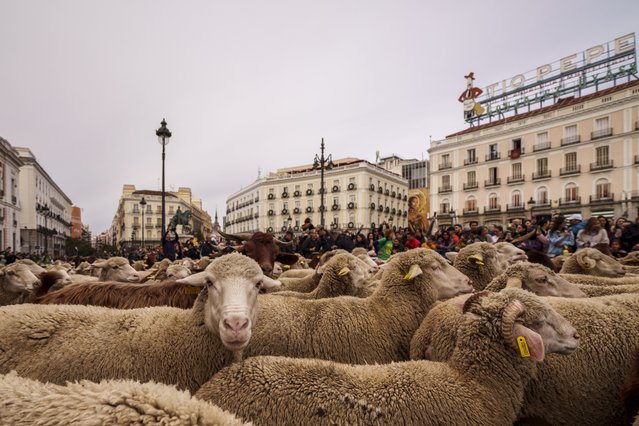 Shepherds defending ancient grazing and migration rights guide sheep through Sol square during the annual parade in Madrid, Spain, Sunday, October 22, 2023. (Photo by Manu Fernandez/AP Photo)