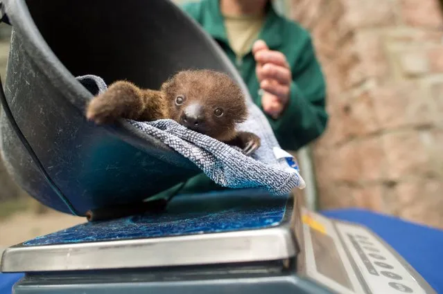 A young sloth sits in a bucket at the Bergzoo zoo in Halle an der Saale, eastern Germany, on September 12, 2017. The two-toed sloth baby was born at the zoo on August 5, 2017. (Photo by Klaus-Dietmar Gabbert/AFP Photo/DPA)