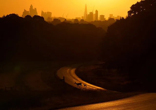 A deer and its fawn cross a road shortly after sunrise, with the London skyline seen behind, as a second heatwave is predicted for parts of the country, Richmond Park, London, Britain on August 8, 2022. (Photo by Toby Melville/Reuters)