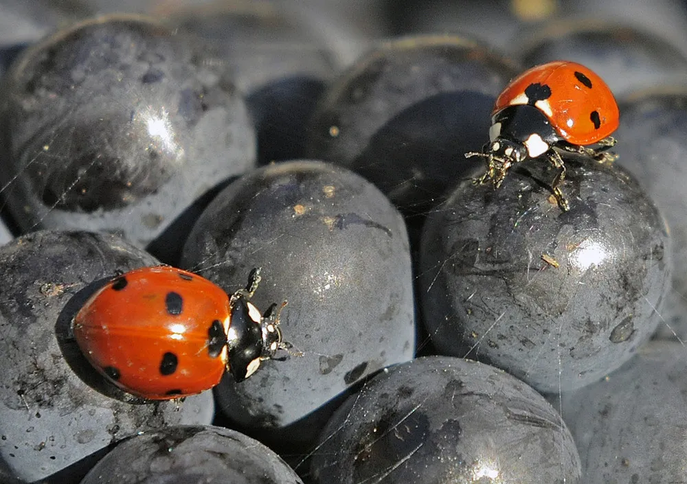 Pictures of Recent Events: Animals [September 2012]