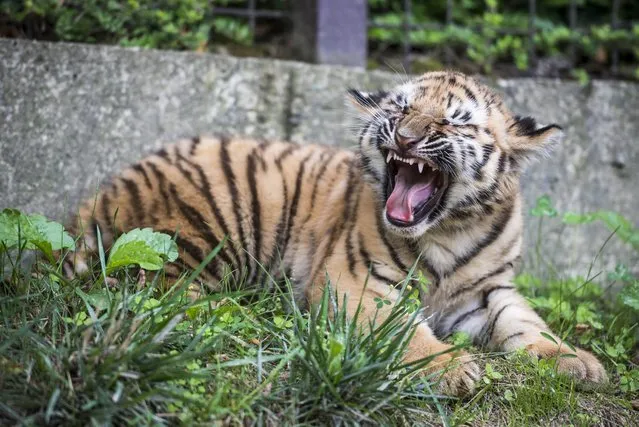 A two-month old Siberian tiger (Panthera tigris altaica) cub snarls in its enclosure in Veszprem Zoo in Veszprem, 108 kms southwest of Budapest, Hungary, 03 August 2016. The cub is one of the two that were born in the Veszprem Zoo in June. (Photo by Bodnár Boglárka/MTI/MTVA)