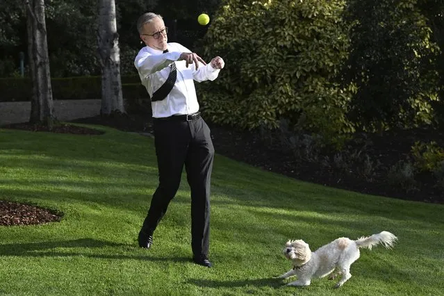 Australia's Prime Minister Anthony Albanese plays with his dog Toto at his official residence in Canberra, Tuesday, September 13, 2022. Albanese says he will travel to the Queen's funeral with fellow Pacific Island leaders and 10 everyday Australians. Albanese says his official delegation to Queen Elizabeth II's funeral next week will include racehorse trainer Chris Waller and wheelchair tennis star Alcott. (Photo by Mick Tsikas/AAP Image via AP Photo)