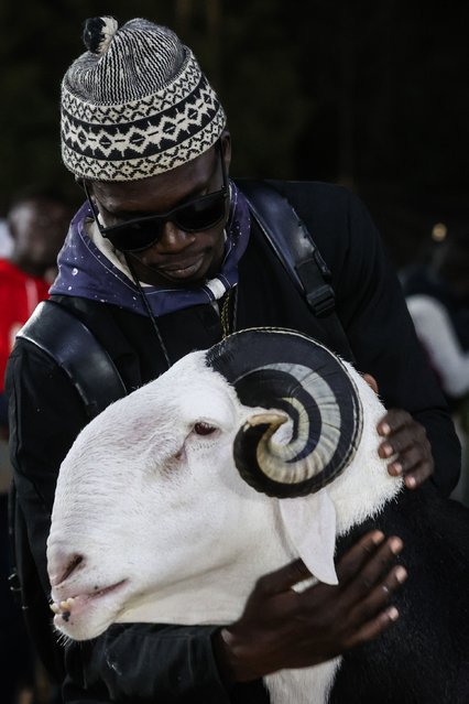 Ladoums are brought for exhibition as part of the 15th International Livestock Fair organized by the Association for the Development and Improvement of Breeds (SALADAM) in Dakar, Senegal on January 29, 2025. Senegal hosted a national competition to crown the finest Ladoum sheep, renowned as the 'king of sheep'. The 15th International Livestock Fair showcased a diverse range of animals, from pigeons and rabbits to horses and dogs, but the spotlight fell on the Ladoum - the world's most expensive sheep breed. (Photo by Cem Ozdel/Anadolu via Getty Images)
