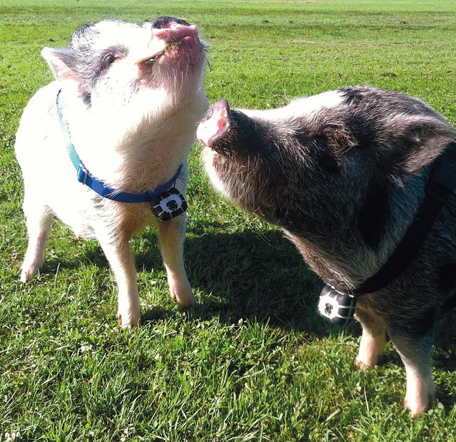 Hamlet and Walter are miniature potbellied pigs from San Diego. (Photo by Chris Keeney/Princeton Architectural Press)