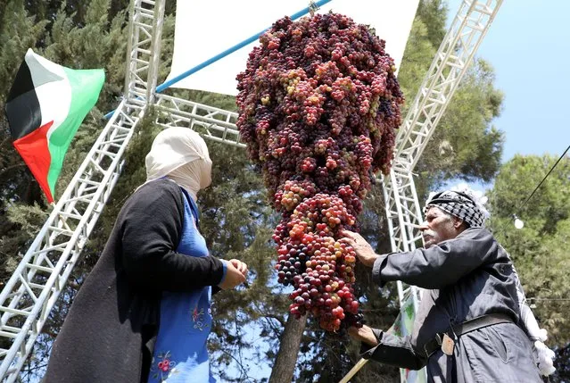 Palestinians display grapes during the Palestinian grapes festival in the village of Halhul, near the West Bank city of Hebron, 18 September 2022. Hebron is famous for its grape production because it contains many vineyards. (Photo by Abed Al Hashlamoun/EPA/EFE)