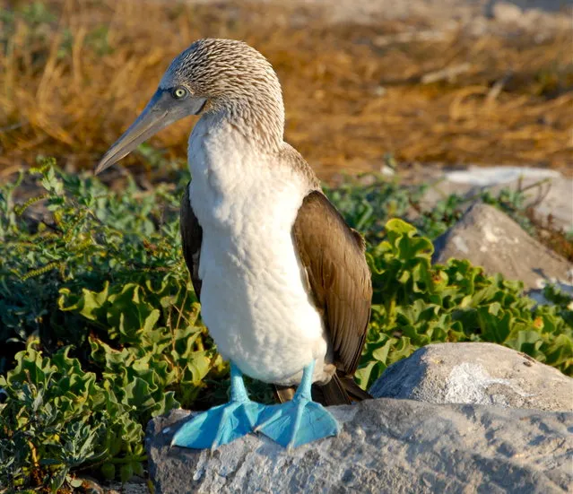 Blue-Footed Booby