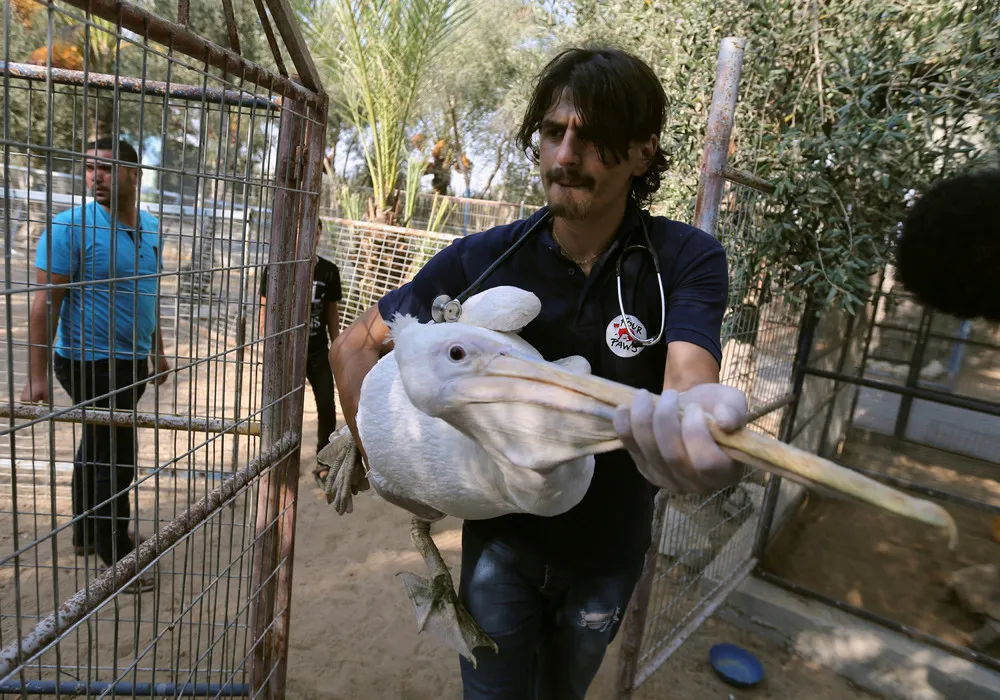 “World's Worst Zoo” in Gaza Shut Down