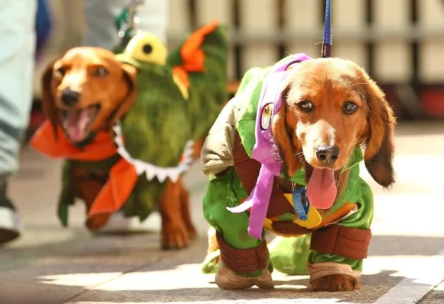 Mini dachshunds compete in the Hophaus Southgate Inaugural Best Dressed Dachshund competition on September 19, 2015 in Melbourne, Australia. (Photo by Scott Barbour/Getty Images)