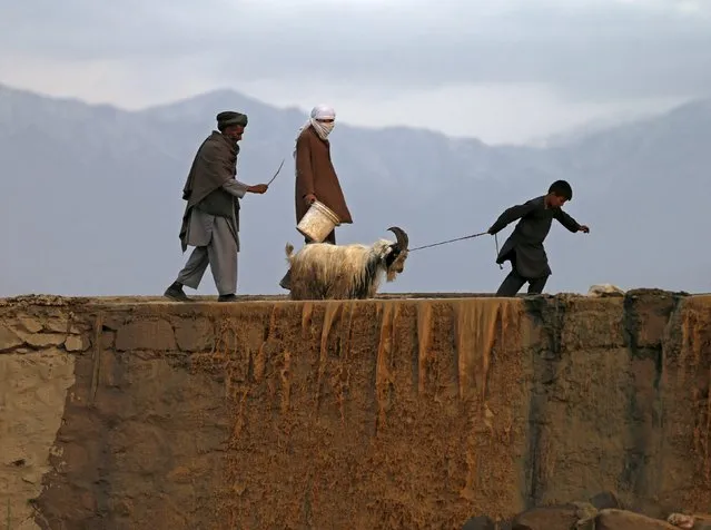 A boy pulls a rope attached to the neck of a goat at a livestock market in Kabul, Afghanistan September 21, 2015. (Photo by Mohammad Ismail/Reuters)