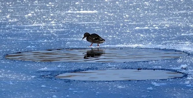 A duck walks on a partially frozen lake in Bucharest on February 2, 2011. (Photo by Daniel Mihailescu/AFP Photo)