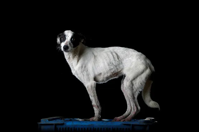 Pequi is pictured at the Famproa dogs shelter in Los Teques, Venezuela August 16, 2016. “Pequi is neither loving but nor aggressive, she is indifferent. She has spent almost a year in the shelter”, said Maria Silva who takes care of dogs at the shelter. “But it is impossible to lock her in because she escapes”. (Photo by Carlos Garcia Rawlins/Reuters)