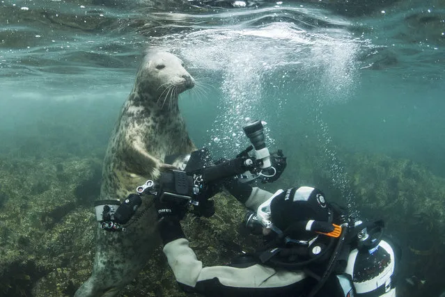 The Seal grabs the camera in Farne Islands, off the coast of Northumberland. (Photo by Frogfish Photography/Caters News Agency)