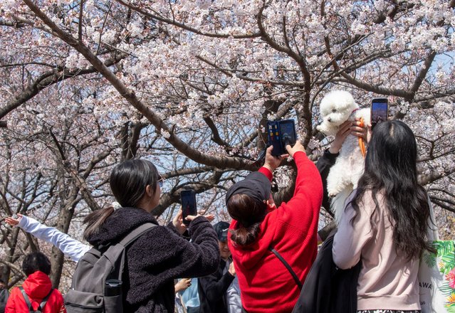 On the afternoon of the April 6, 2025, citizens who visited Yunjong-ro in Yeouido, Seoul, are taking commemorative photos while walking along the cherry blossom road where cherry blossoms have started to bloom. (Photo by Ji-ho Kim)