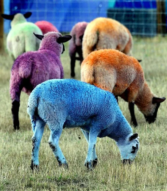 Multi-colored sheep graze at Henham Park Estate Southwold, England, where Latitude Festival is being held. (Photo by Stringer)