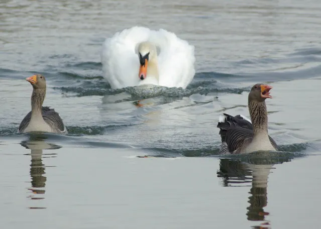 A swan chasing ducks. (Photo by Graham Brown/Comedy Wildlife Photography Awards/Mercury Press)