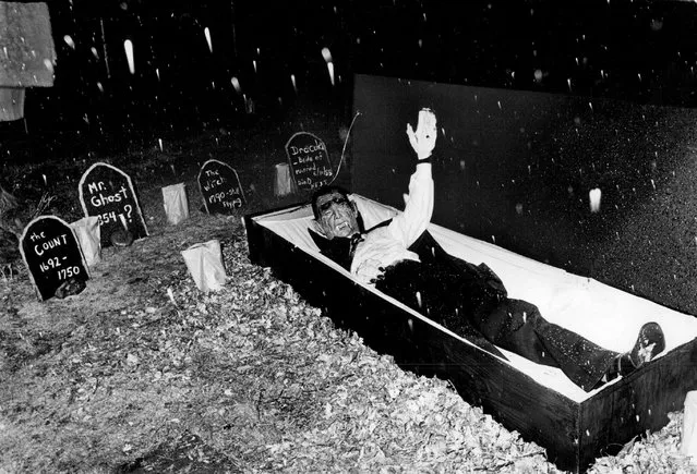 Dracula (Roger Mathewson) lifts the lid of his coffin to offer treats in the “graveyard” at  the home of Dracula's Vampire girlfriend, Donna Brown. Miss Brown escorted trick-or-treaters to homemade casket in middle of the cemetery (the lawn) where they had to knock on the coffin, whereupon lid opened and Dracula distributed treats to the children in 1977. Some youngster were scared, others were thrilled and one little girl cried. Yard was black lighted and sounds (recorded earlier) of dogs howling. wind blowing, screams blasted across the yard. The dogs drove Miss Brown's cat, Stanley into house, under bed, and he missed Halloween celebration. (Photo by Lyn Alweis/The Denver Post)
