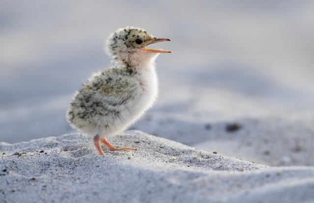 Cute little tern (Sternula albifrons/Sterna albifrons) chick on sandy beach calling in spring. (Photo by: Sven-Erik Arndt/Arterra/Universal Images Group via Getty Images)