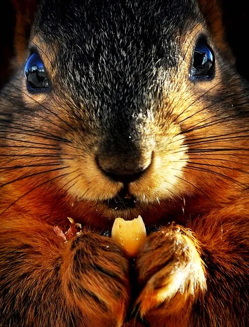 A squirrel in Salina, Kansas, eats a kernal of corn on February 13, 2013. (Photo by Tom Dorsey/Salina Journal)