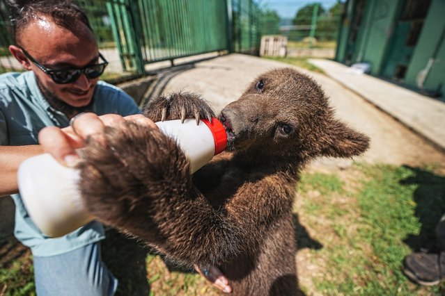 A veterinarian bottle-feeds an orphaned brown bear cub at the Ovakorusu Celal Acar Wildlife Rescue and Rehabilitation Center in Bursa's Karacabey district, Turkiye, on June 19, 2025. The cubs, named “Bulut” and “Yagmur”, were found in rural areas of Karabuk and Bingol and are now being cared for at the facility. (Photo by Sergen Sezgin/Anadolu via Getty Images)