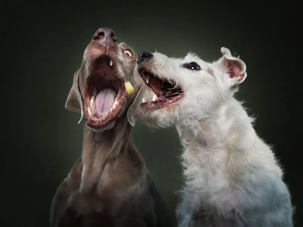 Dogs' Reactions to Treat Time