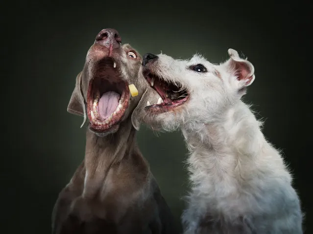 Weimaraner and Terrier. (Photo by Vieler Photography/Caters News Agency)