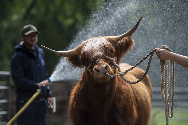 Highland cow Una Ruadh 57th of Pollok gets a wash and brush from the livestock assistant Shaun Curran at Pollok Park stables in Glasgow on July 17, 2025. (Photo by James Chapelard)