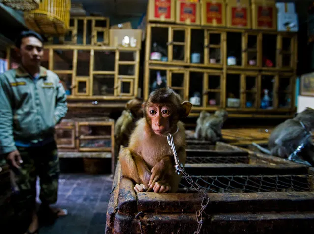 Winner – Wildlife Photojournalist Story Award: Backroom business by Paul Hilton, UK/Australia. A young pig-tailed macaque is put on show chained to a wooden cage in Bali’s bird market, Indonesia. They are energetic, social primates living in large troops in forests throughout south-east Asia. As the forests are destroyed, they increasingly raid agricultural crops and are shot as pests. The babies are then sold into a life of solitary confinement as a pet, to a zoo or for biomedical research. (Photo by Paul Hilton/Wildlife Photographer of the Year 2020)