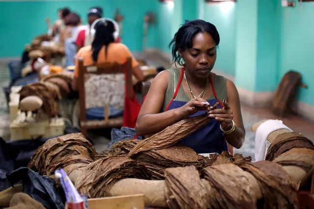 A woman works at the H. Upmann cigar factory during the XX Habanos Festival in Havana, Cuba on March 1, 2018. (Photo by Reuters/Stringer)