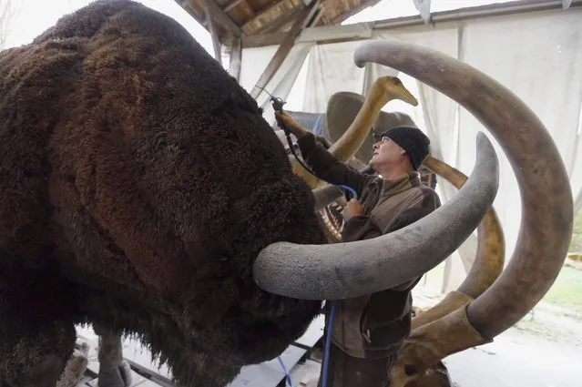 Belgian animal sculptor Emmanuel Janssens Casteels works on a replica of a bison in his workshop in Prayssas December 3, 2014. (Photo by Regis Duvignau/Reuters)
