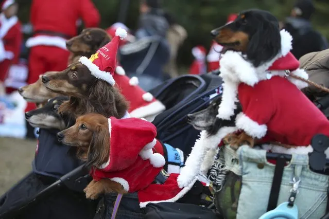 Pet dogs in Santa Claus costume pose of photos with their owners before the start of Santa Run at Kasai Rinkai Park in Tokyo, Saturday, December 6, 2014. (Photo by Eugene Hoshiko/AP Photo)