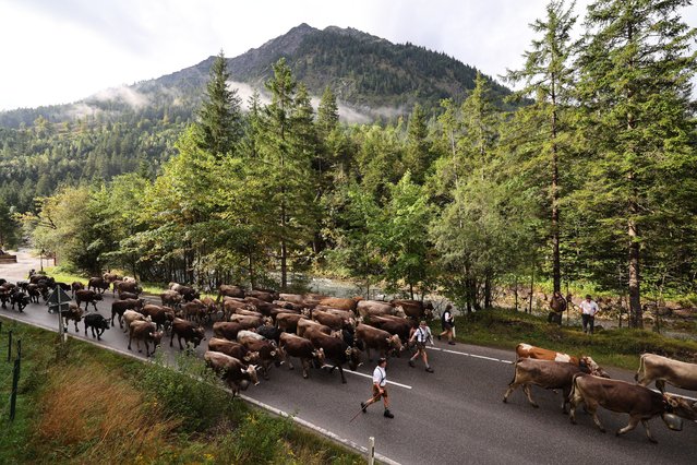 A farmer leads cows back into the valleys during the traditional Viehscheid festival in Bad Hindelang, Germany, 11 September 2025. Viehscheid and Almabtrieb are the names of the annual festival which takes place at the end of summer. During the festival the farmers lead their cattle from the mountain pastures to bring them. (Photo by Anna Szilagyi/EPA)