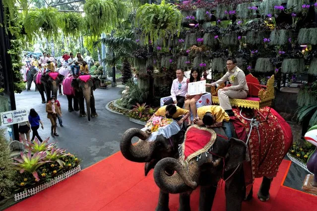 A couple receives their marriage license from an officer, during a marriage licenses signing ceremony on elephants, on Valentine's Day, at the Nong Nooch Tropical Garden in Chonburi, Thailand on February 14, 2023. (Photo by Athit Perawongmetha/Reuters)