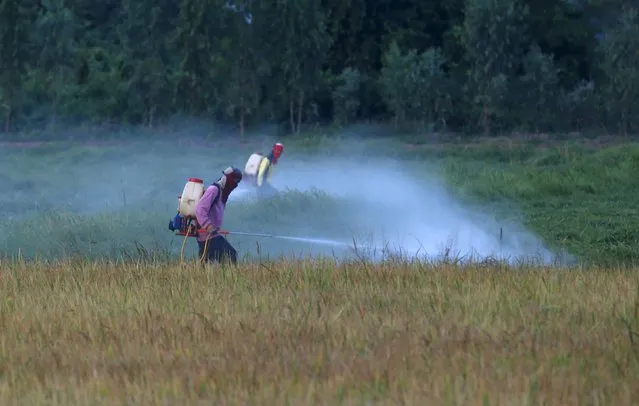 Farmers spray pesticide over their rice field in Nakhonsawan province, north of Bangkok, Thailand, November 13, 2015. (Photo by Chaiwat Subprasom/Reuters)
