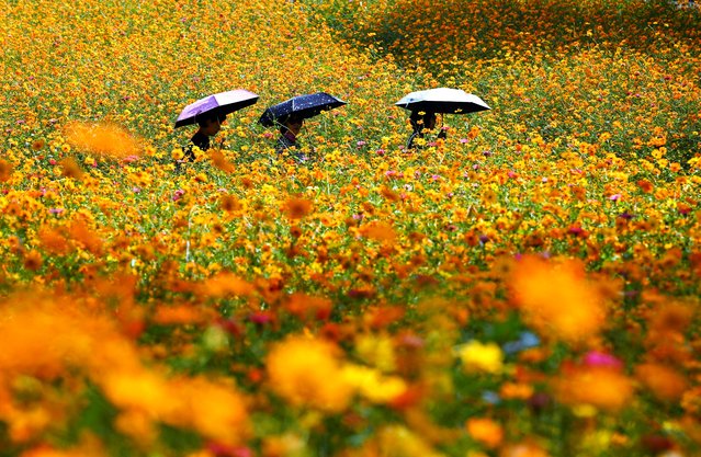 People walk though a field of yellow cosmos flowers at Olympic Park in Seoul on October 1, 2025. (Photo by Jung Yeon-je/AFP Photo)