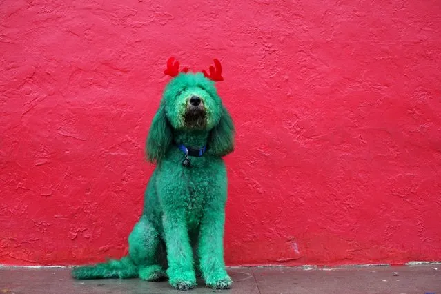 A dog, with his fur dyed green and wearing antlers made out of red fabric, poses for a photograph before participating in the Thanksgiving Day Parade in El Paso, Texas, United States November 26, 2015. (Photo by Jose Luis Gonzalez/Reuters)