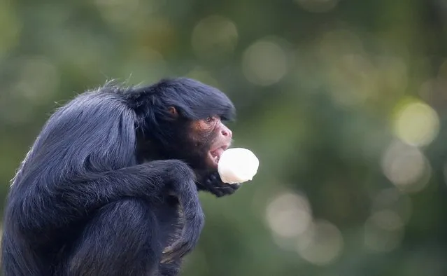 A spider monkey eats ice cream during a hot summer day at Rio de Janeiro's zoo January 13, 2015. (Photo by Sergio Moraes/Reuters)