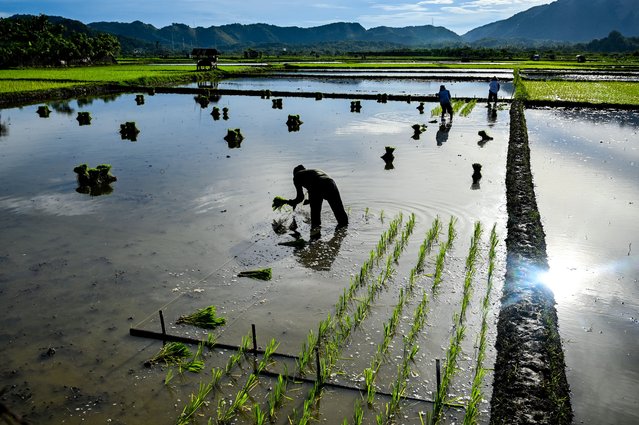Farmers plant rice seeds at a paddy field in Lhoknga, Aceh province on November 20, 2025. (Photo by Chaideer Mahyuddin/AFP Photo)