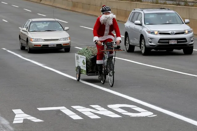 Jimmy Rider delivers a Christmas tree on a trailer attached to his bicycle, as part of his EverGreen Delivery service in Somerville, Massachusetts, December 10, 2015. (Photo by Brian Snyder/Reuters)