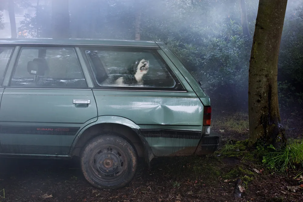 The Silence of Dogs in Cars