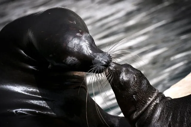 California sea lion mother Samantha pets her pup, born on June 7, at Bioparco in Rome on June 22, 2023. A California sea lion was born on June 7, 2023 for the first time at the Bioparco of Rome, from Samantha and Boomer, coming respectively from Stuttgart zoo and French Zooparc de Beauval. (Photo by Tiziana Fabi/AFP Photo)